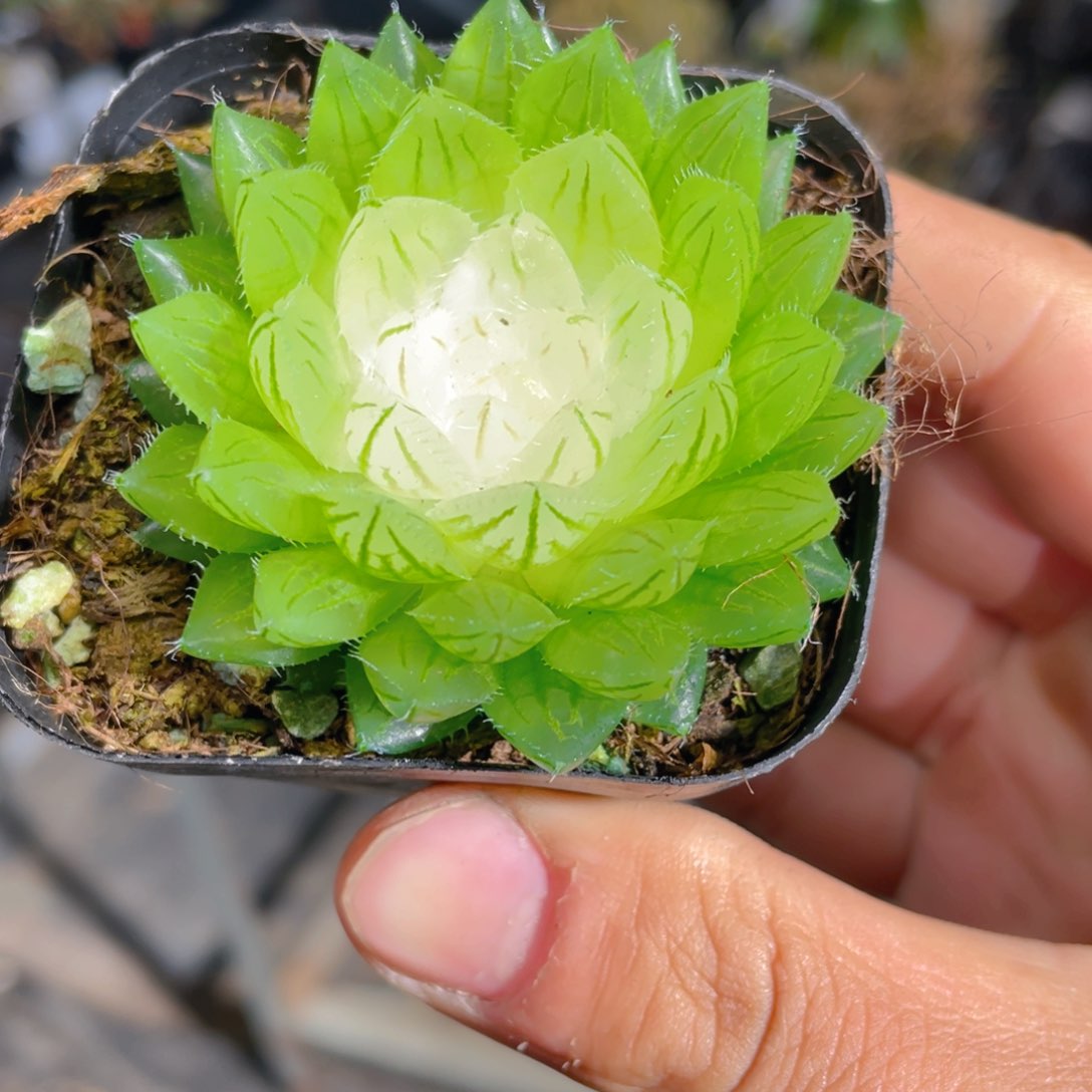 宝莲灯玉露多肉9.9包邮发货