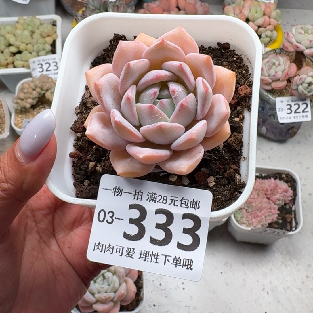 梦之雪无盆土发货无