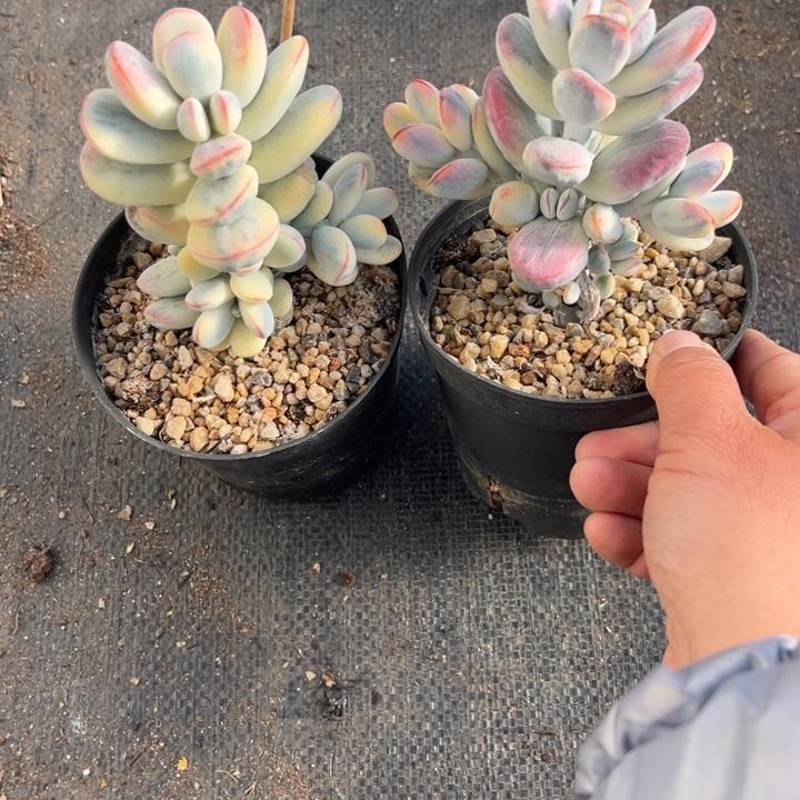 无花朵311号福娘锦两个无砍