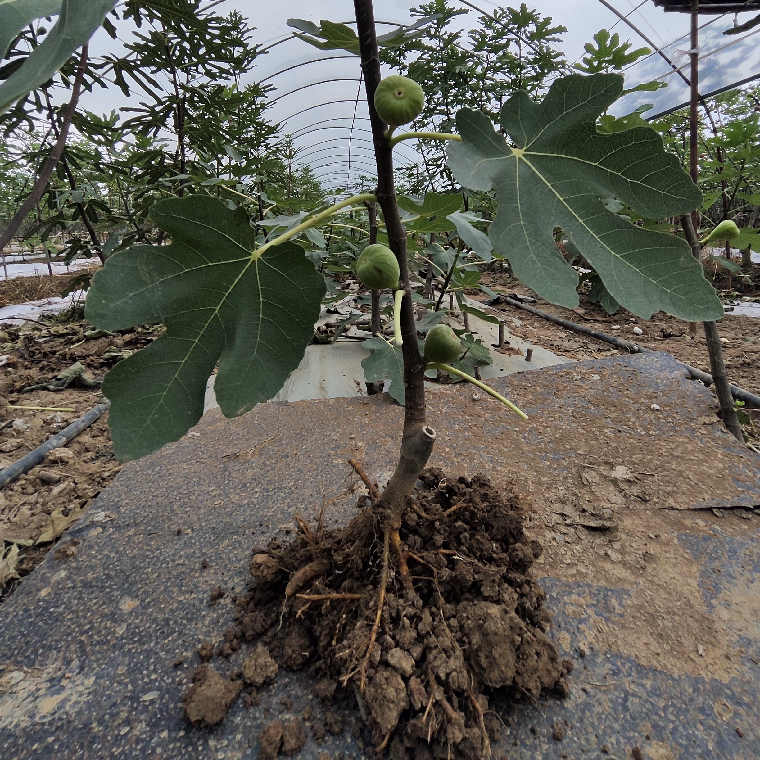 波姬红无花果地栽1颗根系发达正品