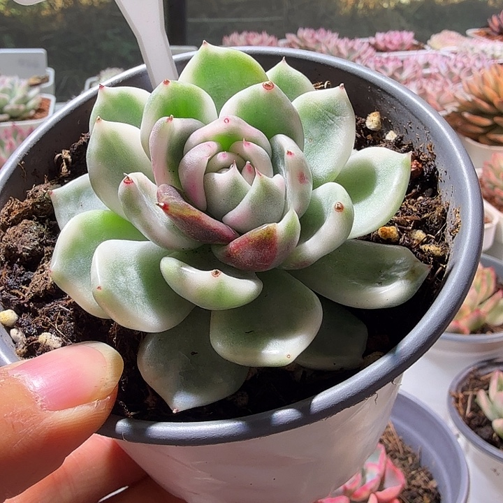 胖体黑玫瑰锦多肉植物