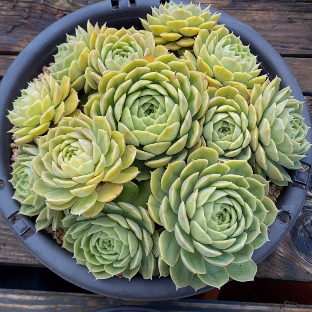 昂斯洛老桩无砍捧花280盆参考