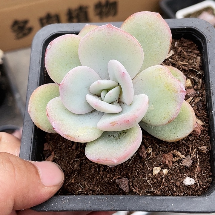 奶茶25一盆8888888