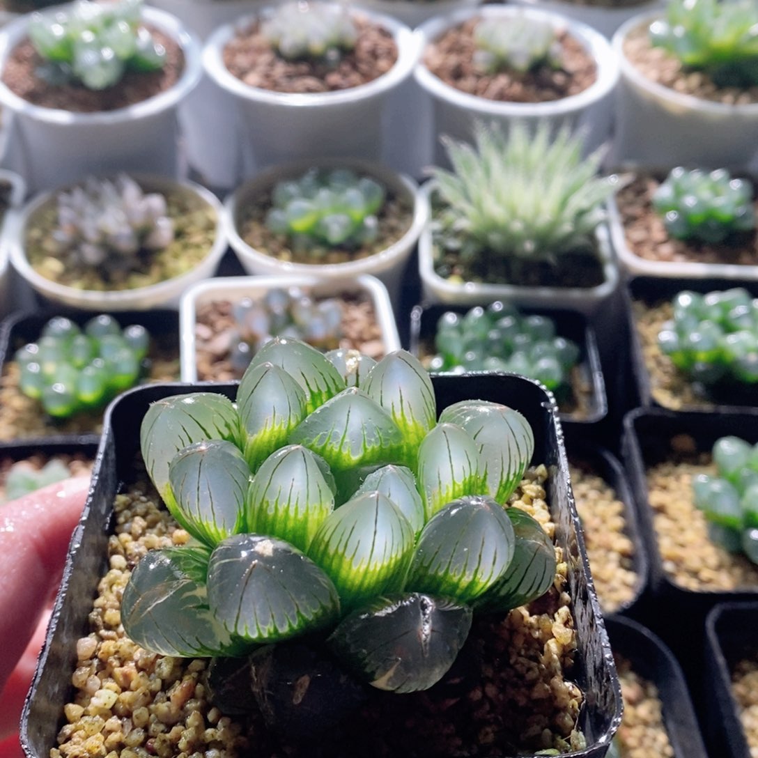 实生玉露多肉植物