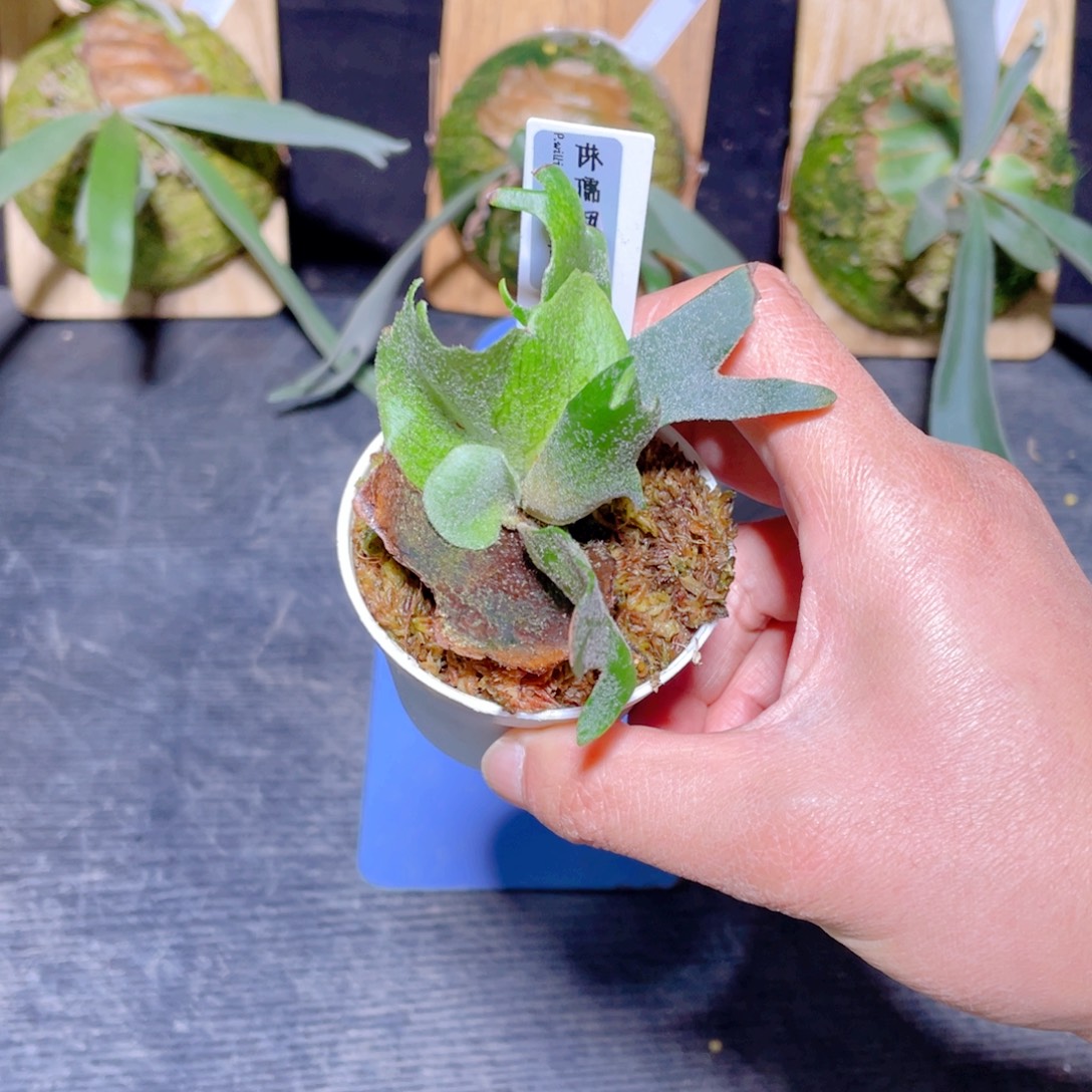 完全开放002侏儒细菌