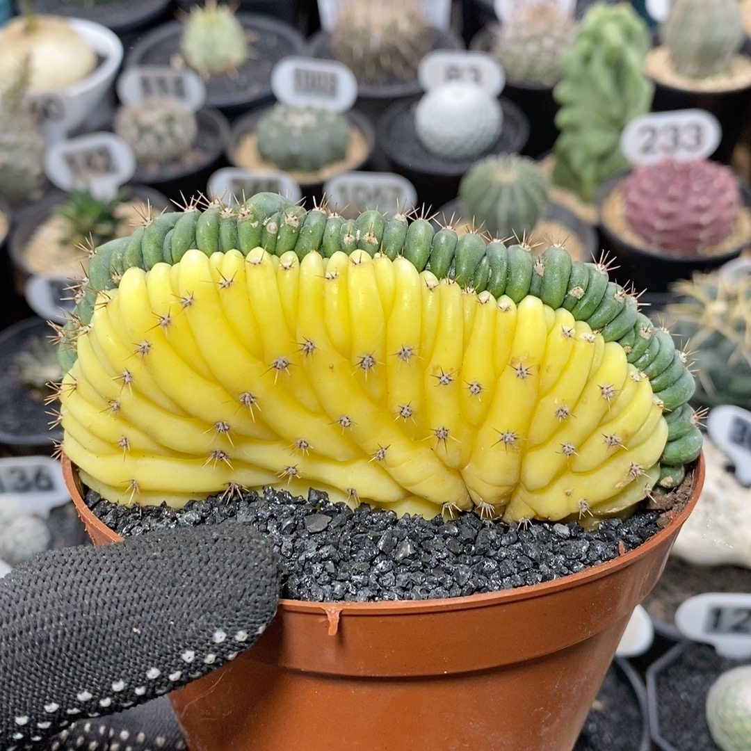 190号多闻柱缀化锦11cm