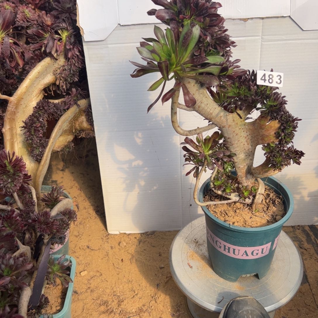 有伤黑缀483高34厘米