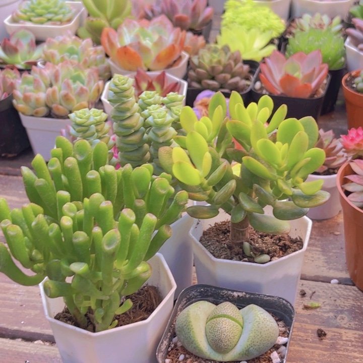 吸财树。摇钱树。元宝。钱多