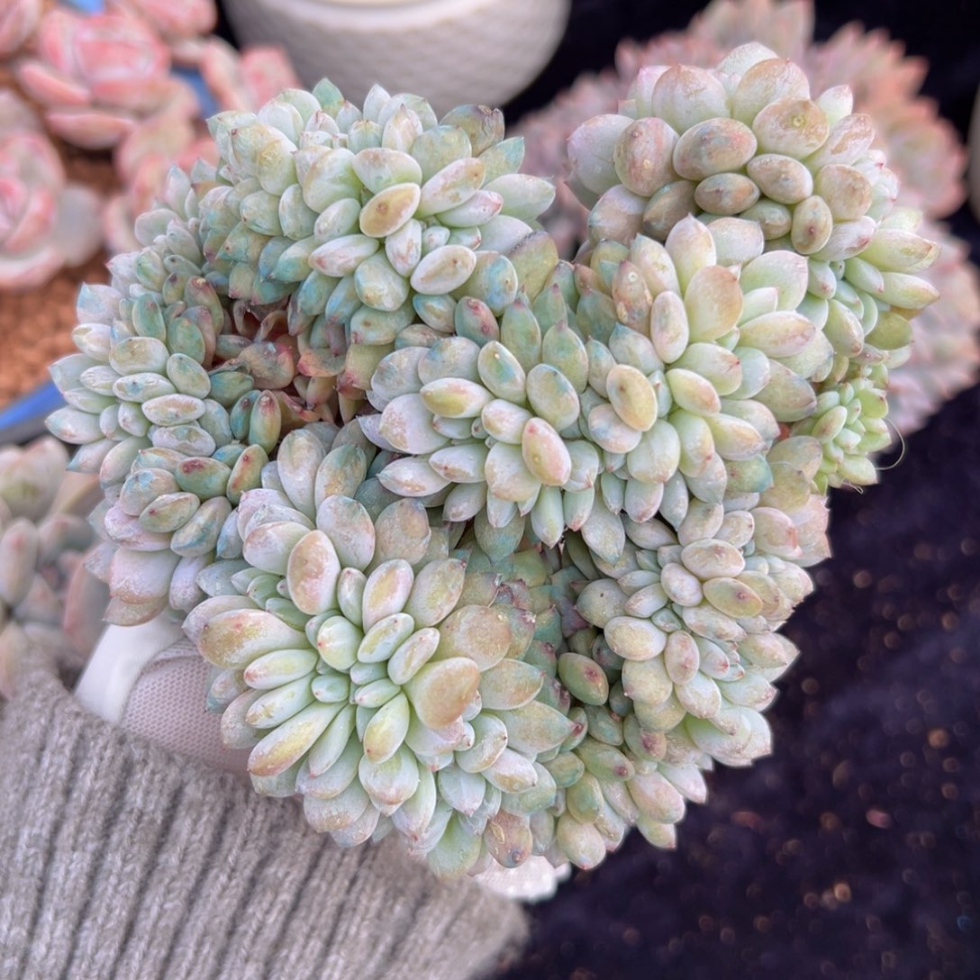 新年快乐 新年快乐