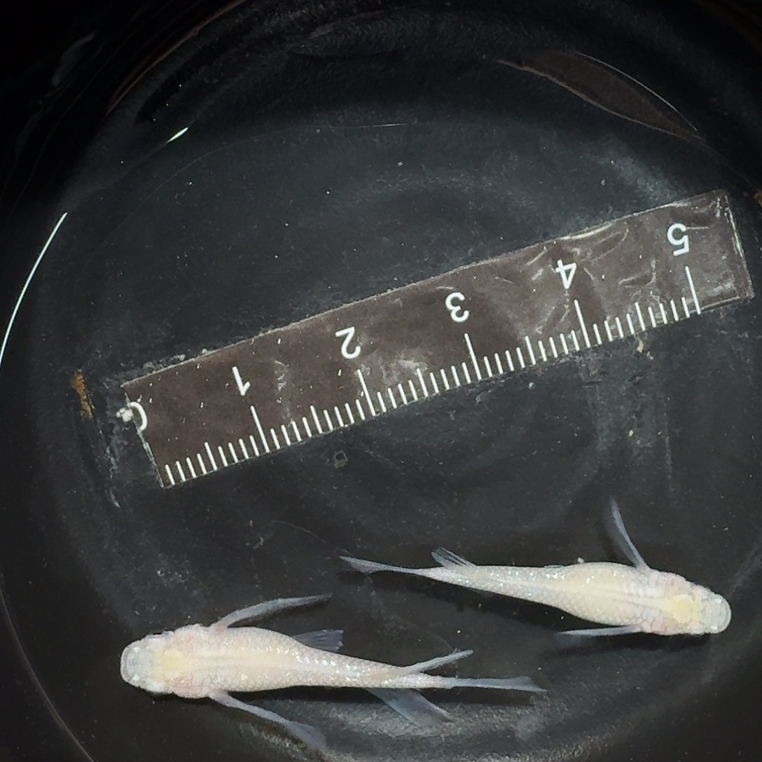 青鳉鱼017长鳍白雪公主