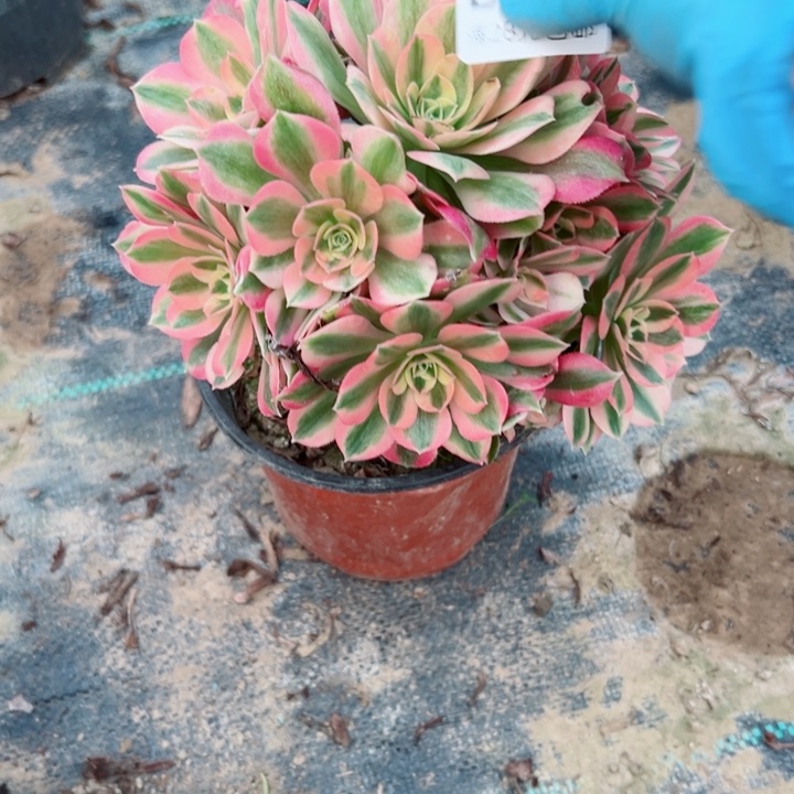 159女巫多肉植物