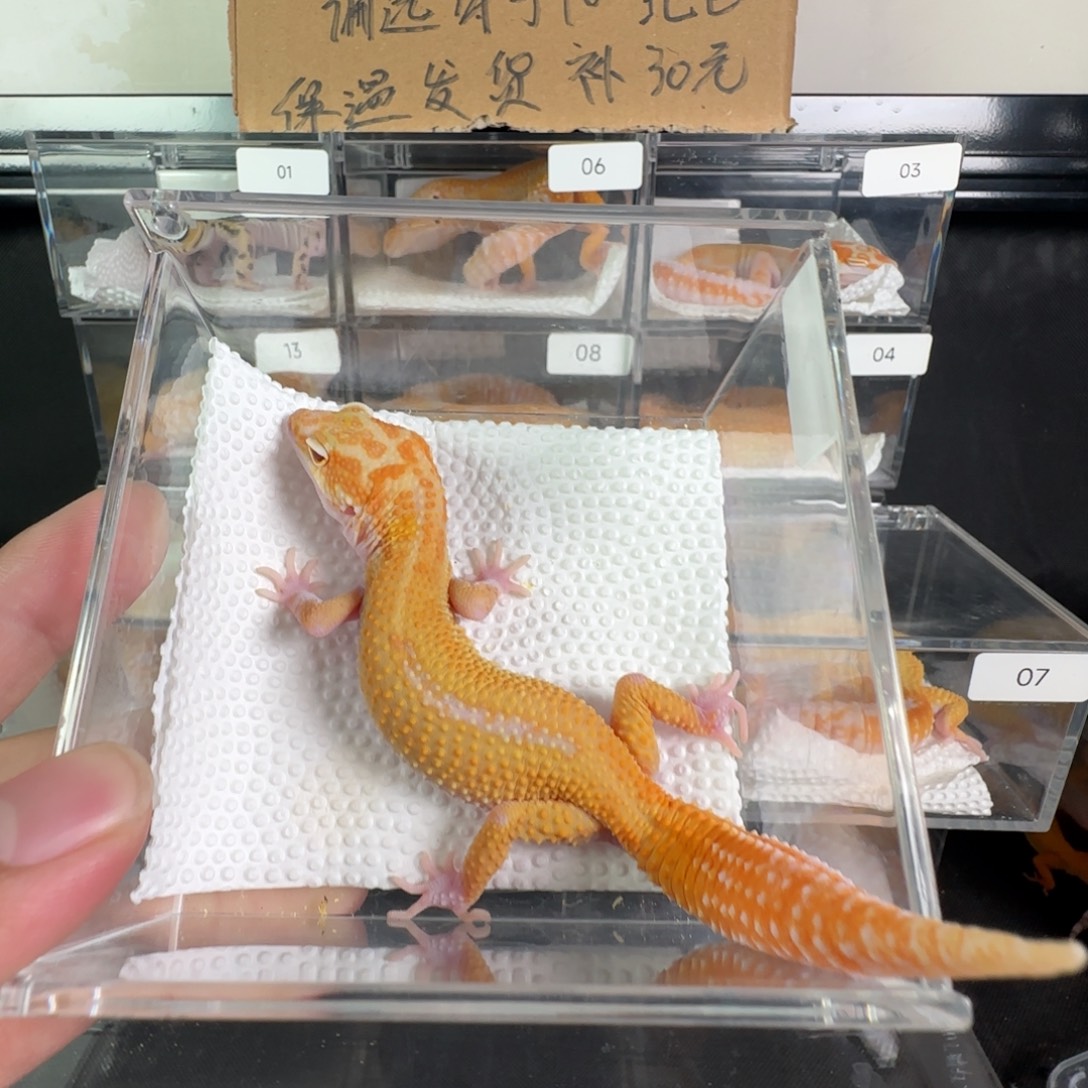 豹纹守宫无纹红眼暴龙弟弟