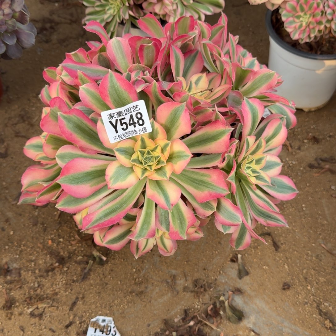 548粉女巫官服25左右2