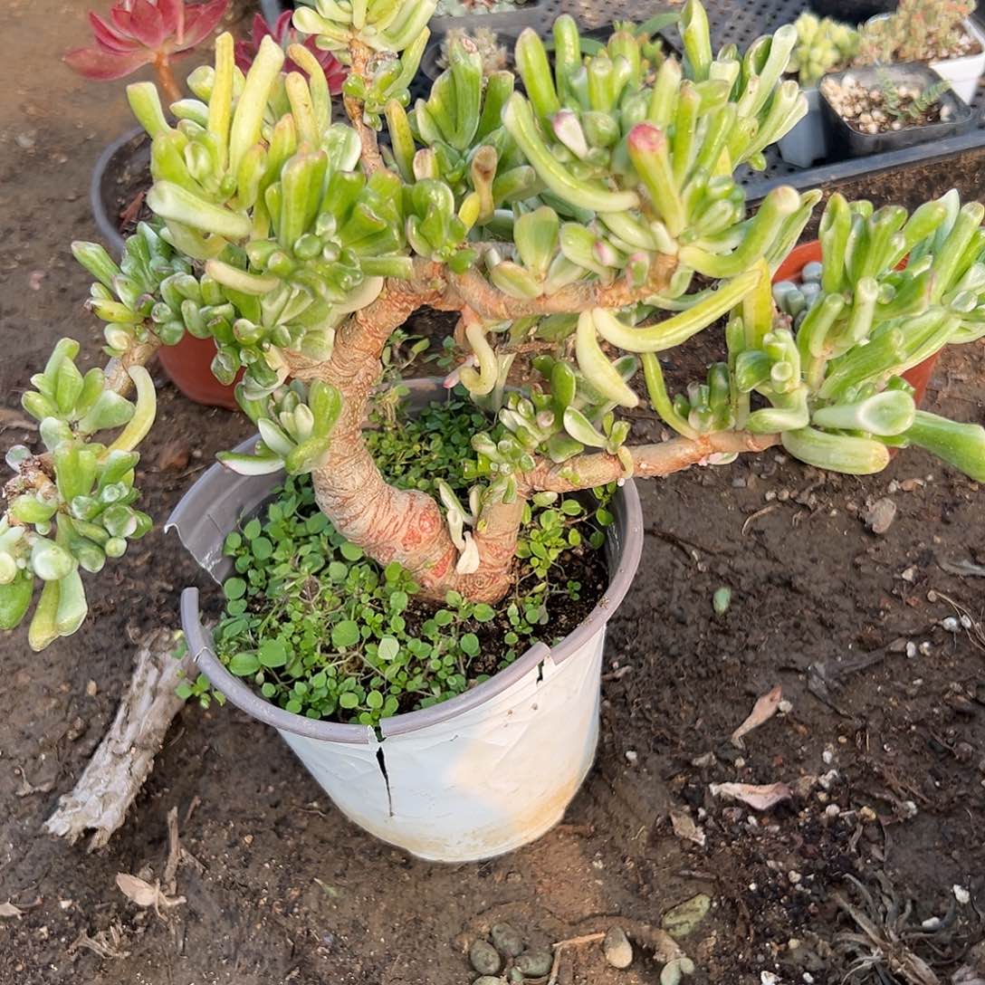 多肉植物多肉植物