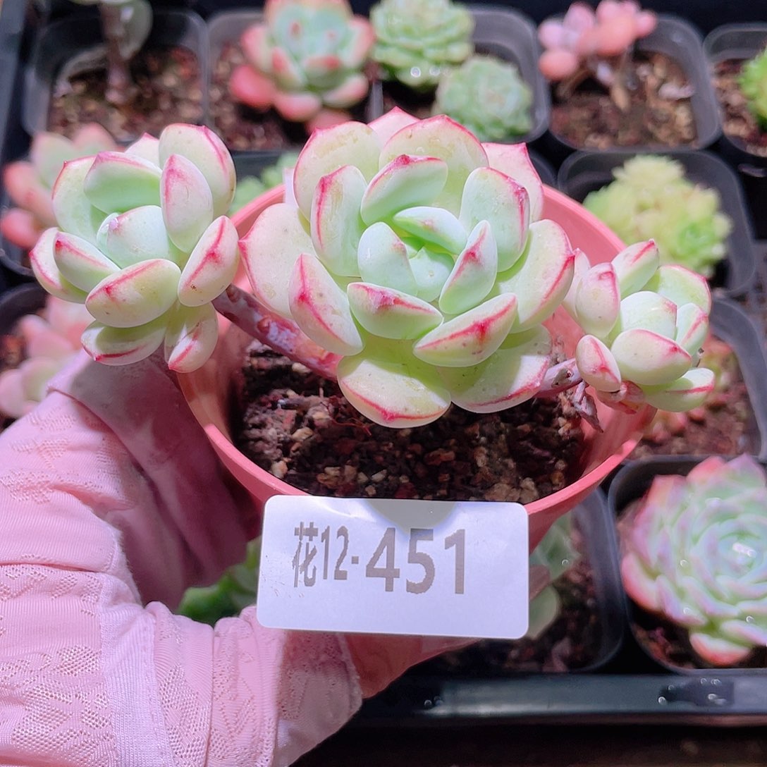 花利美12-451香草