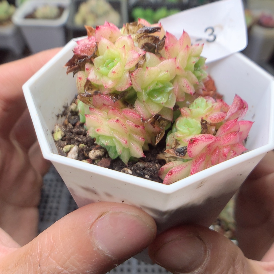 无花朵A3英语英语英语英语英语