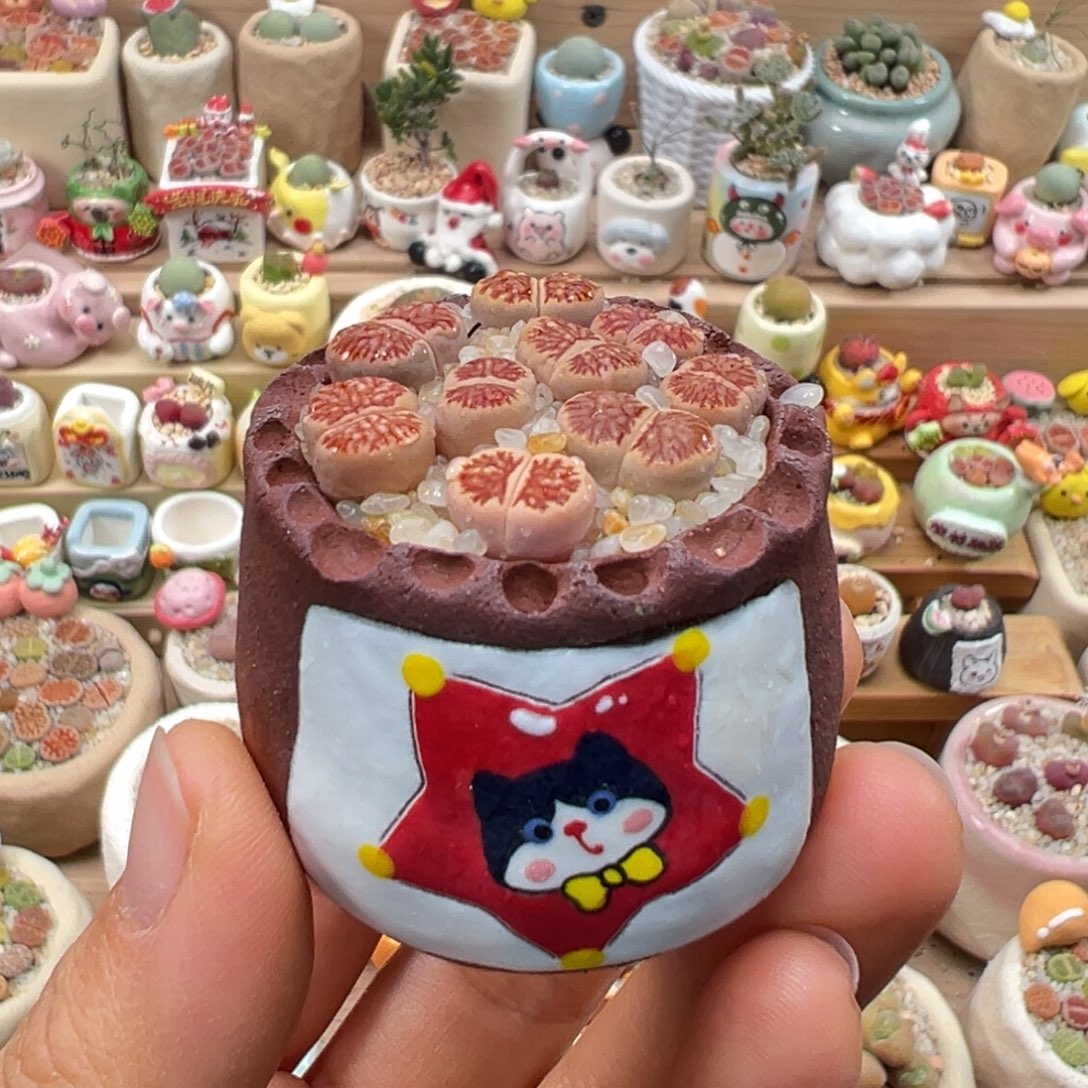 多肉植物95号红窗菊