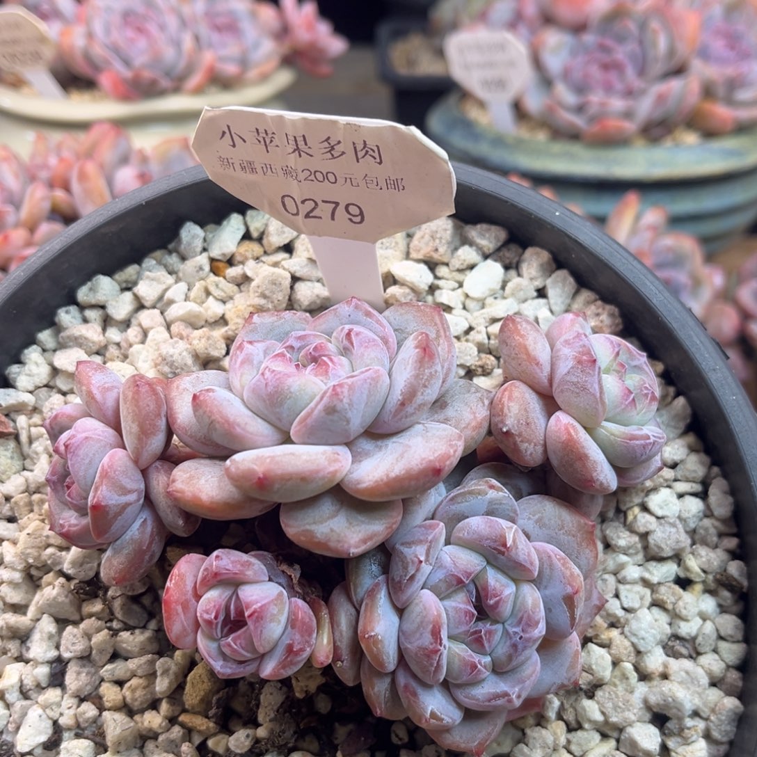 绿底紫心279/12cm5头