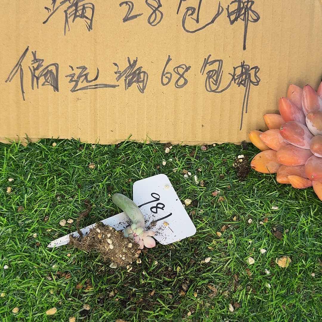 云南多肉小栈福莱布981