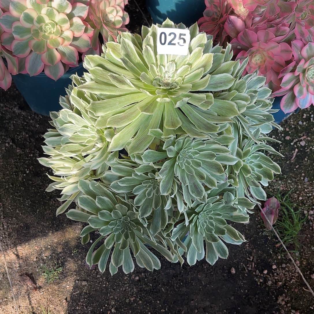 多肉法师碧浪025