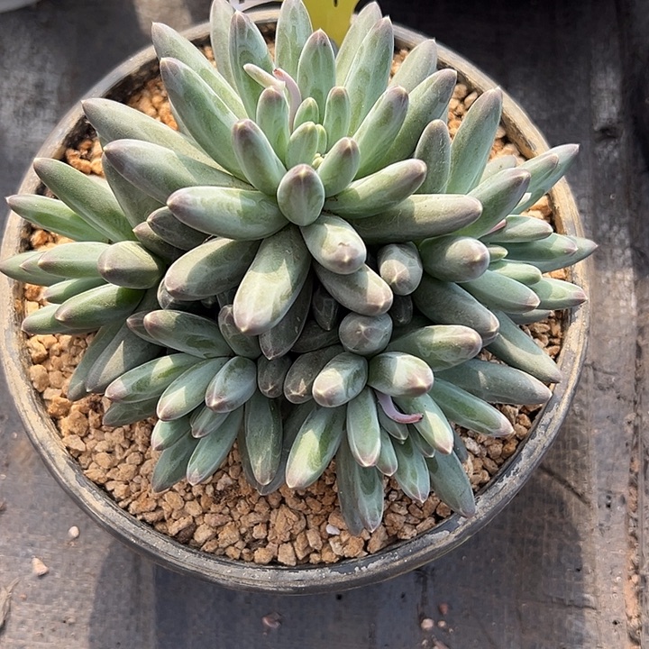 1230287 伊卡鲁斯美人群生5头