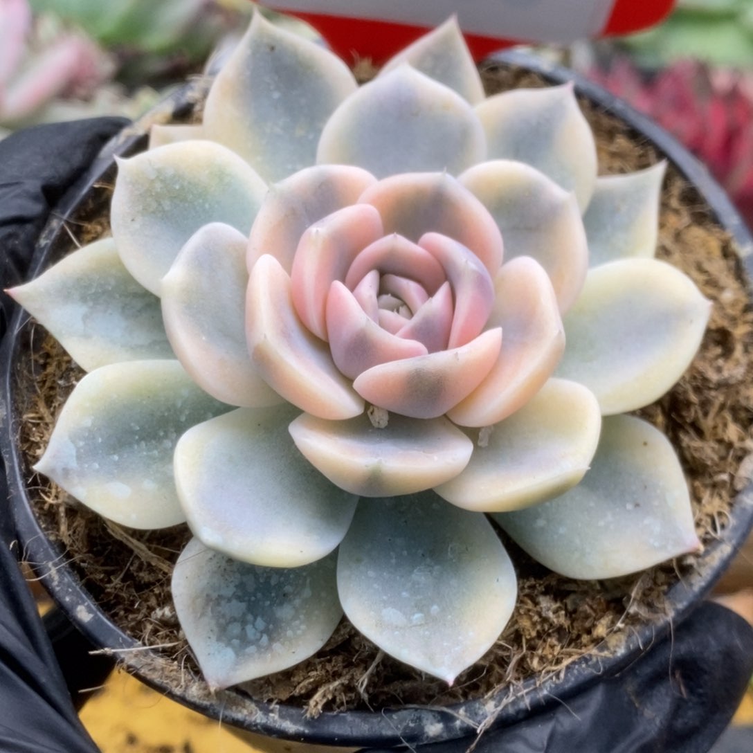爱****子059汉堡锦锦锦锦锦
