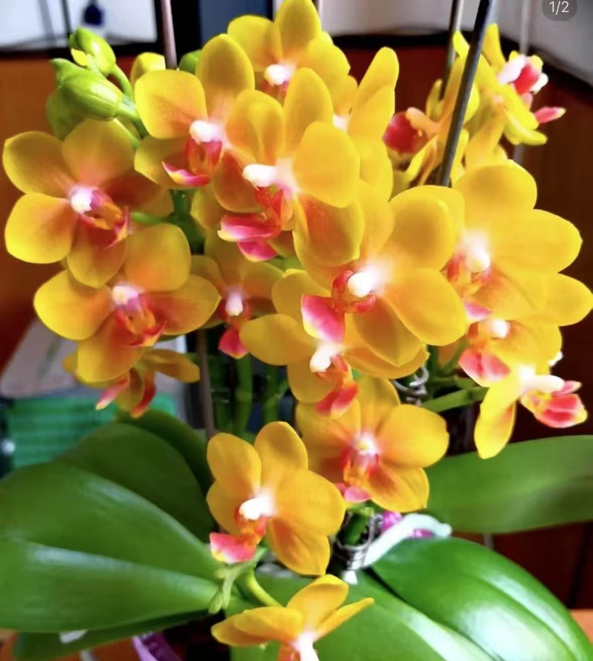 蝴蝶兰苗不带剑【五颗】处理叶片微瑕蝴蝶兰五颗不同品种