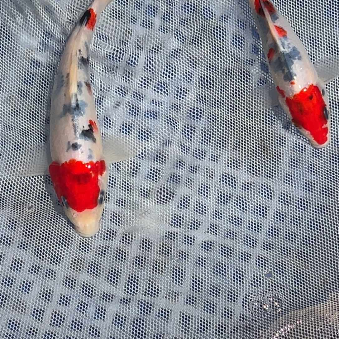 锦鲤锦鲤观赏鱼8888