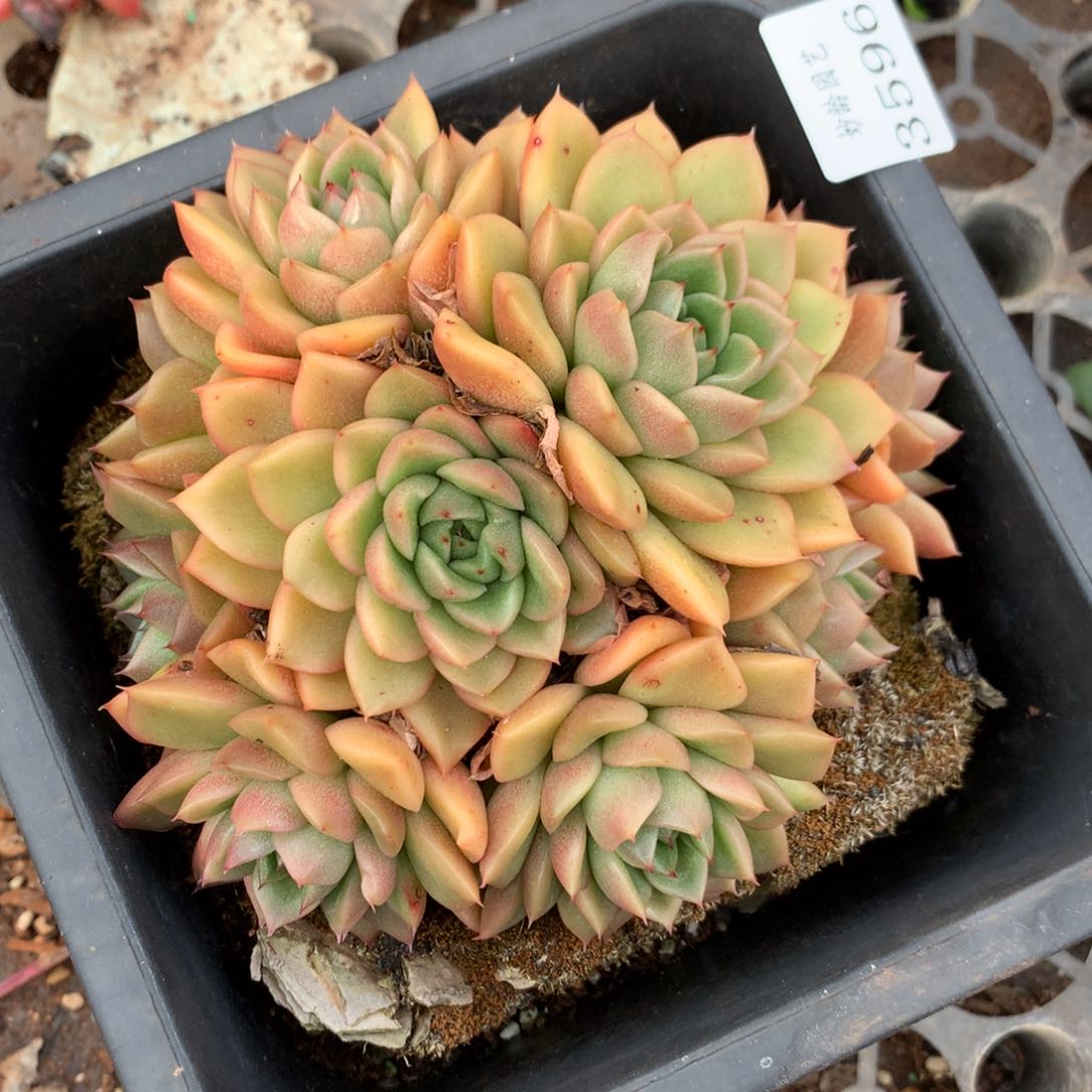 3596杂交精品基地14厘米