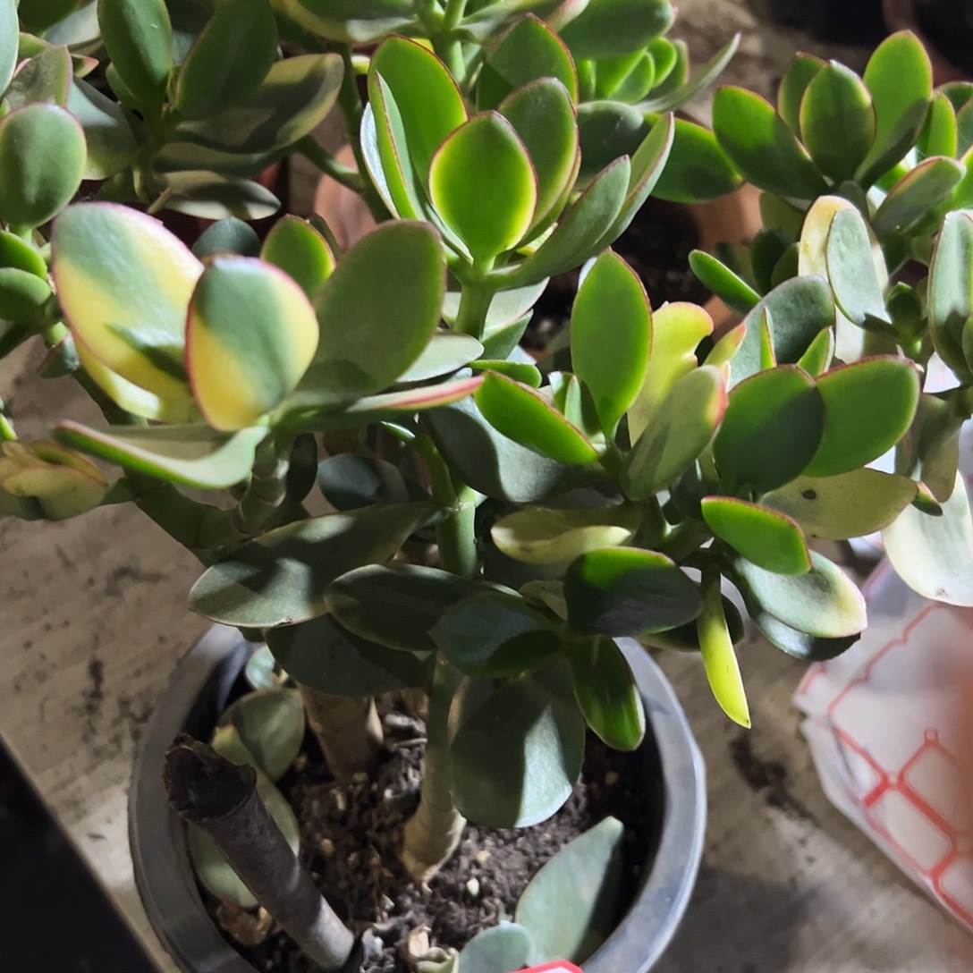 铭***帘稀有新花月锦带土球发货8758