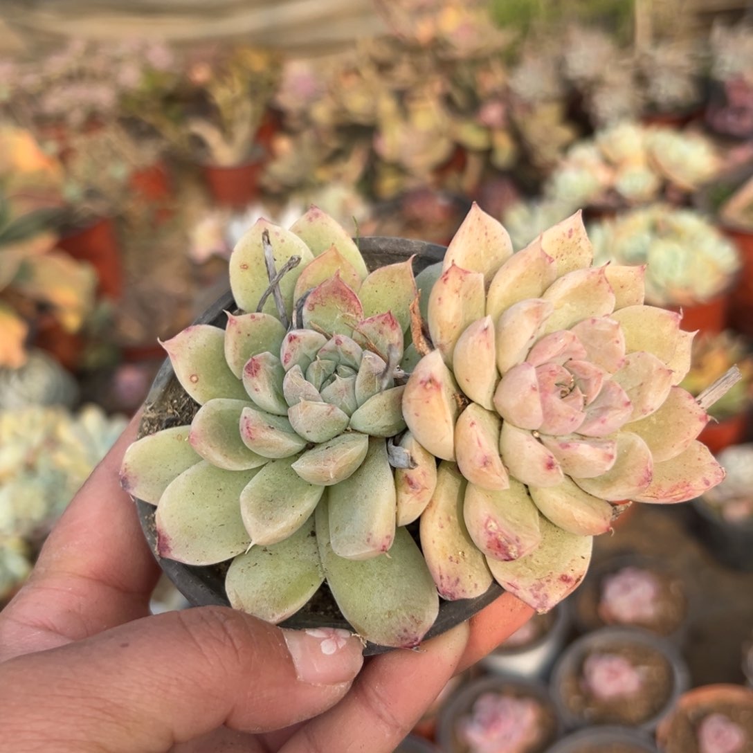 多肉植物多肉植物