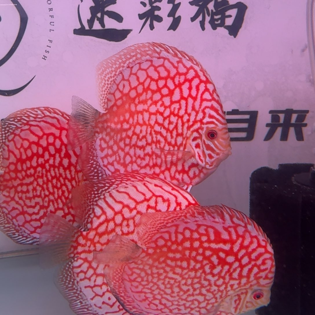 凯***k海水迷彩福高端七彩鸽子