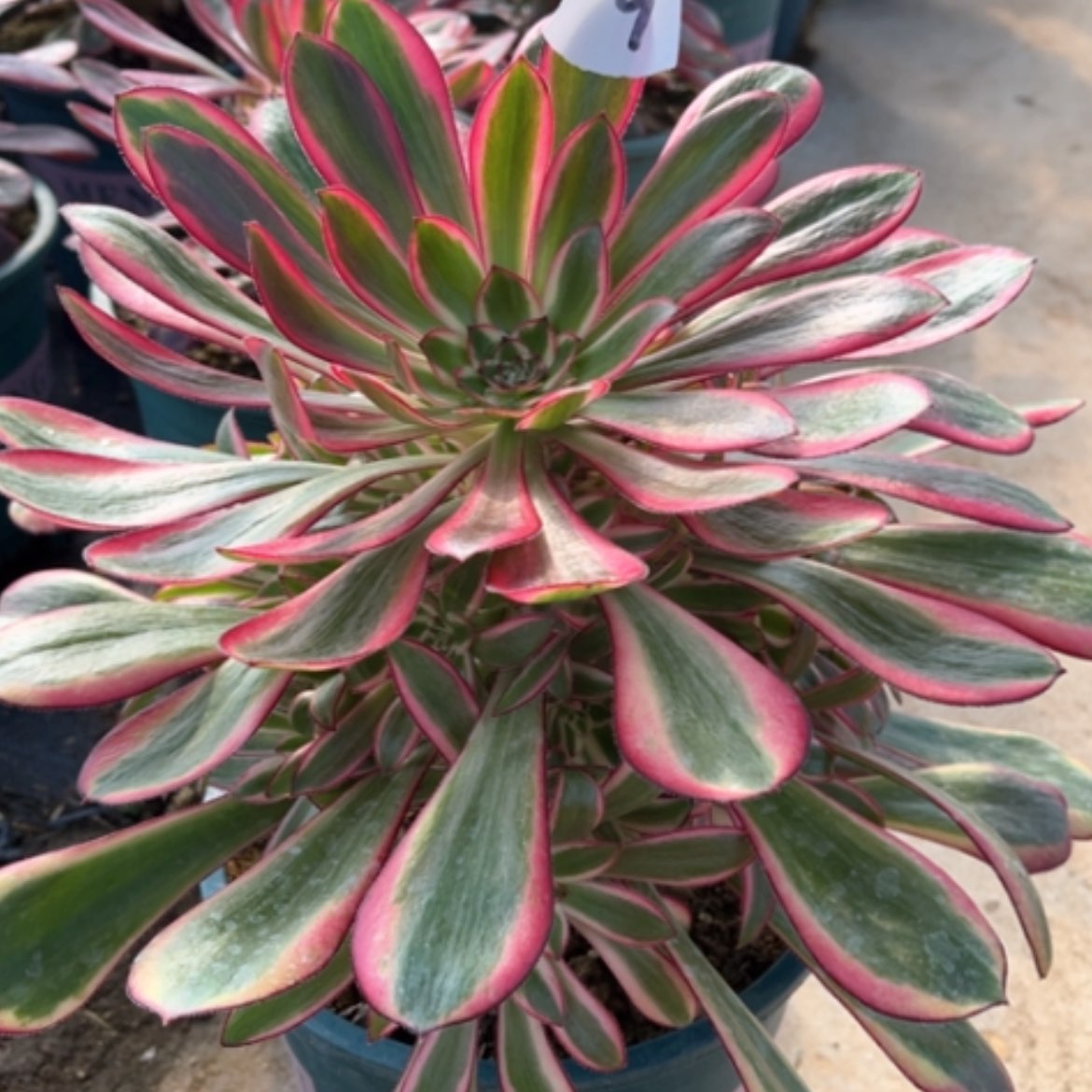 【闪购商品】9香奈儿多肉法师