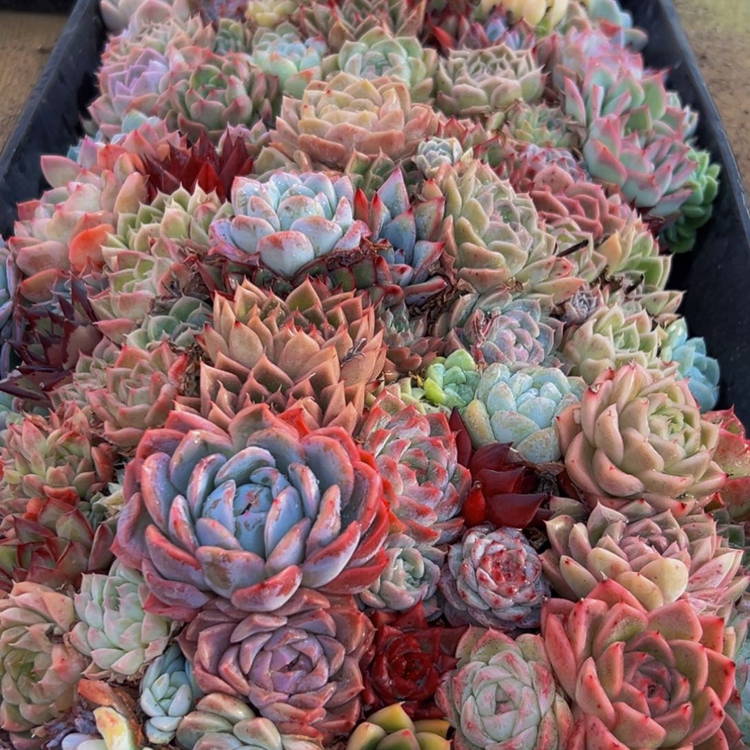 188多肉葡萄的味道是真的很