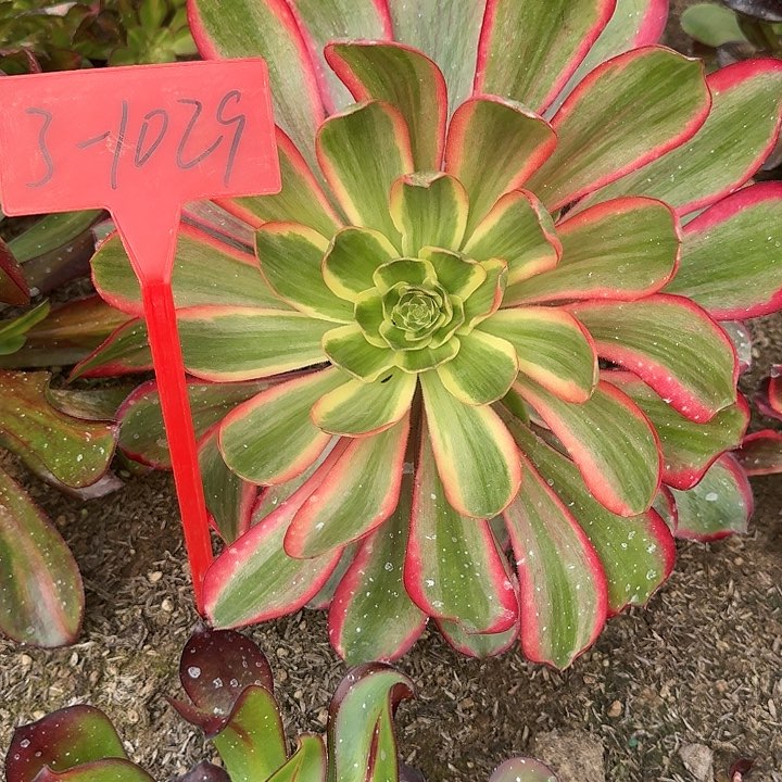 3-1029红魔女多肉法师