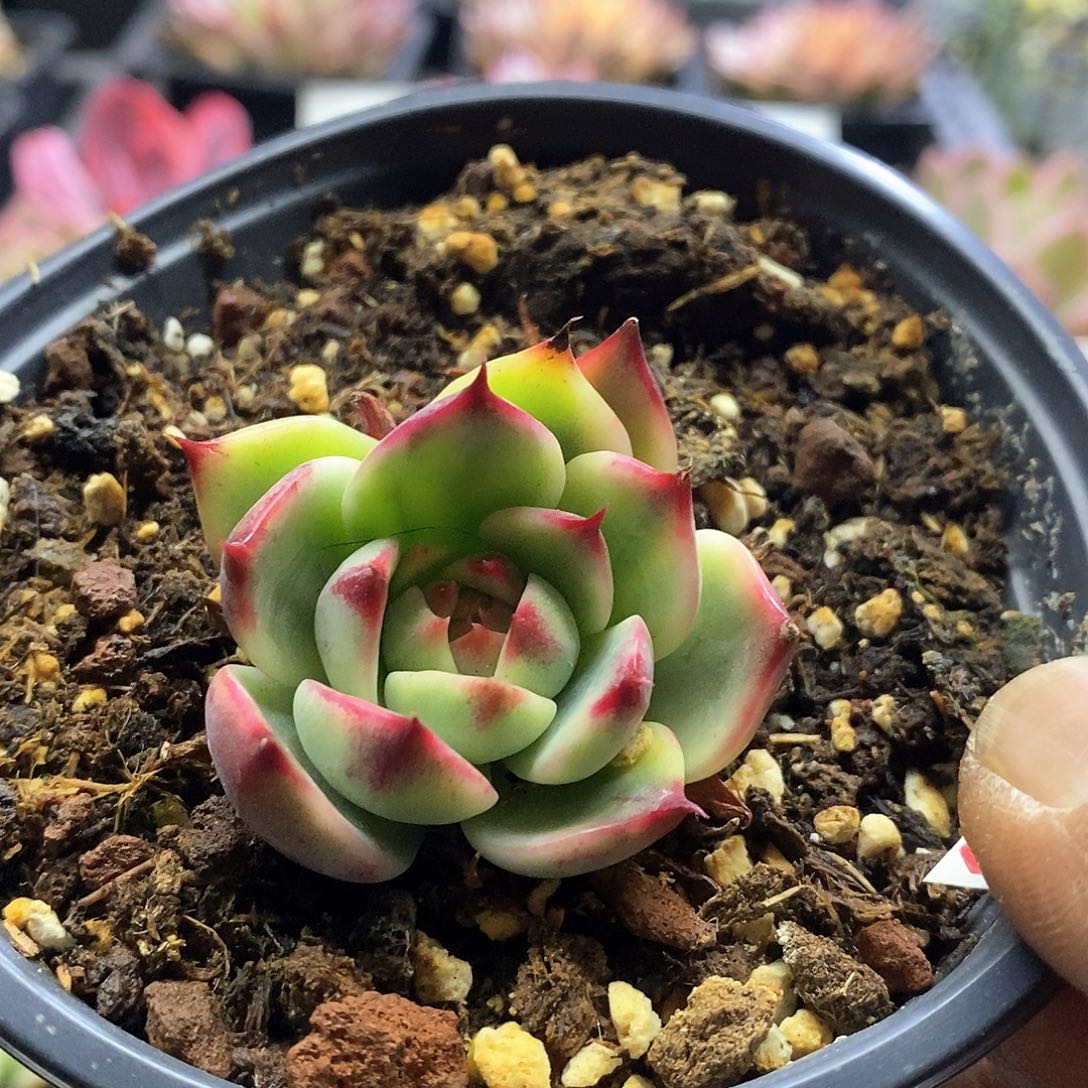 22149桃花腹轮锦多肉