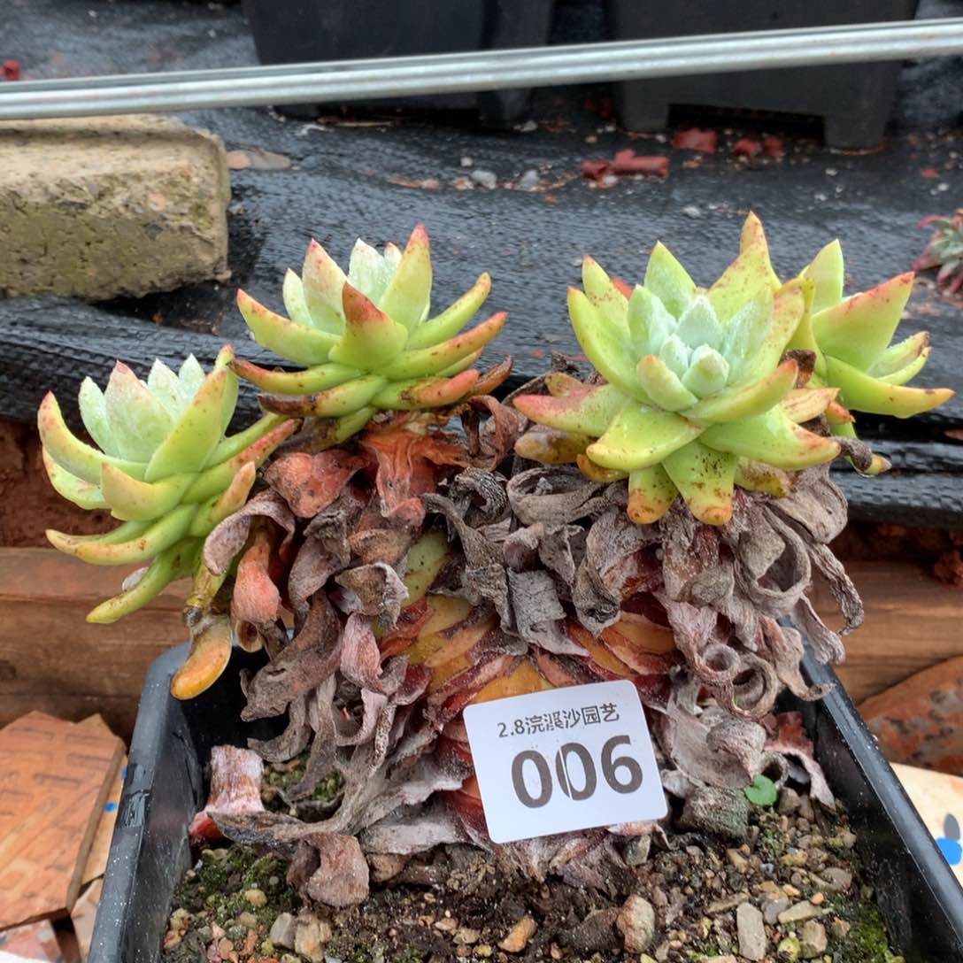 拇指006多肉植物