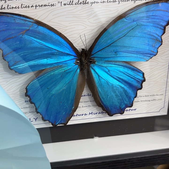 捣****蝴蝶标本定制888@