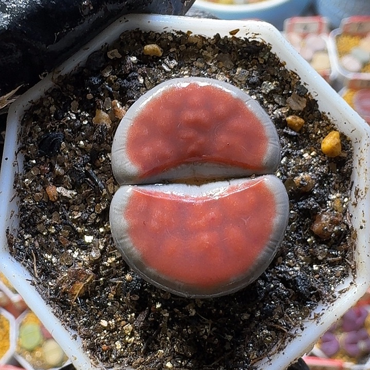 生石花2:：。在。 501号