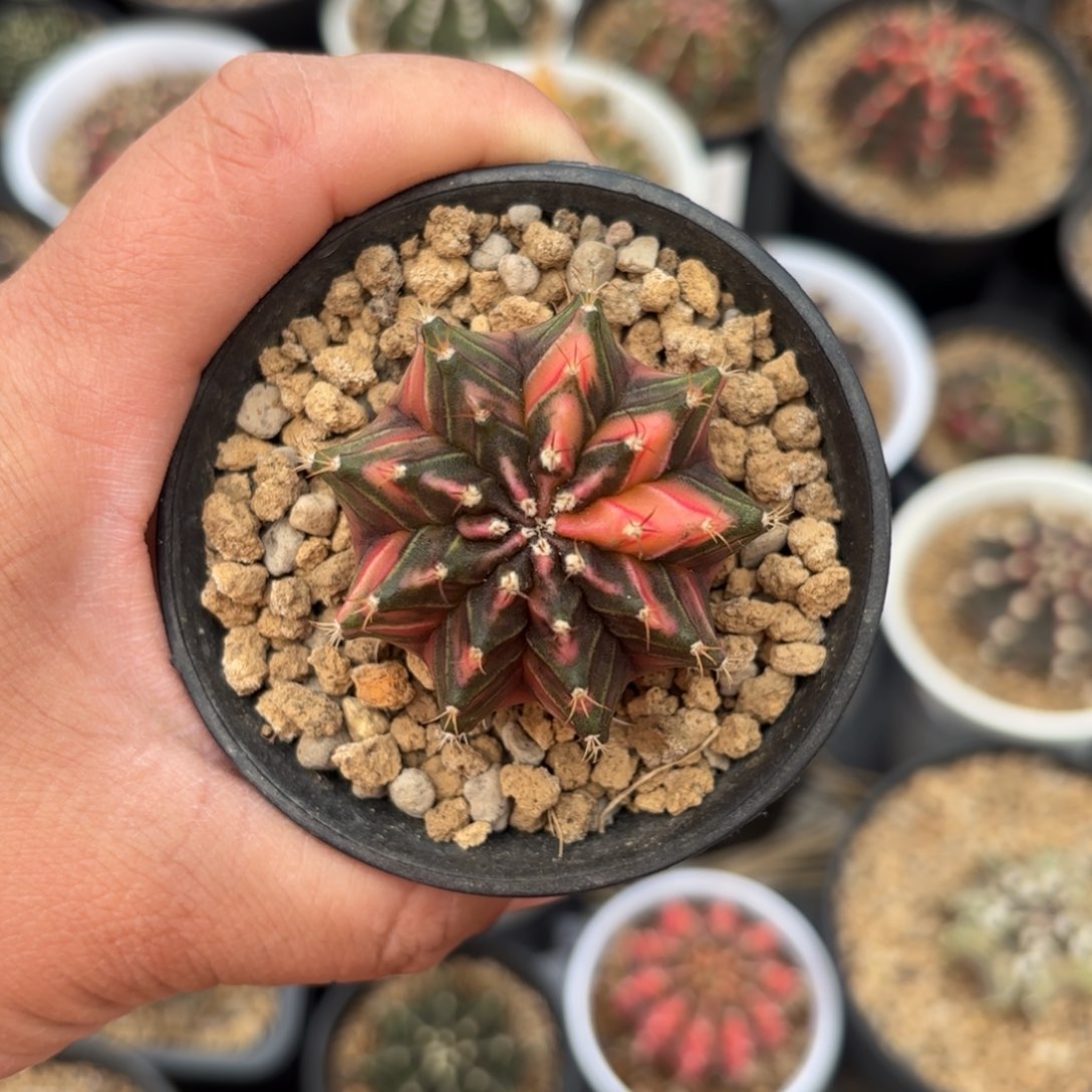  泰系米哈仙人球21