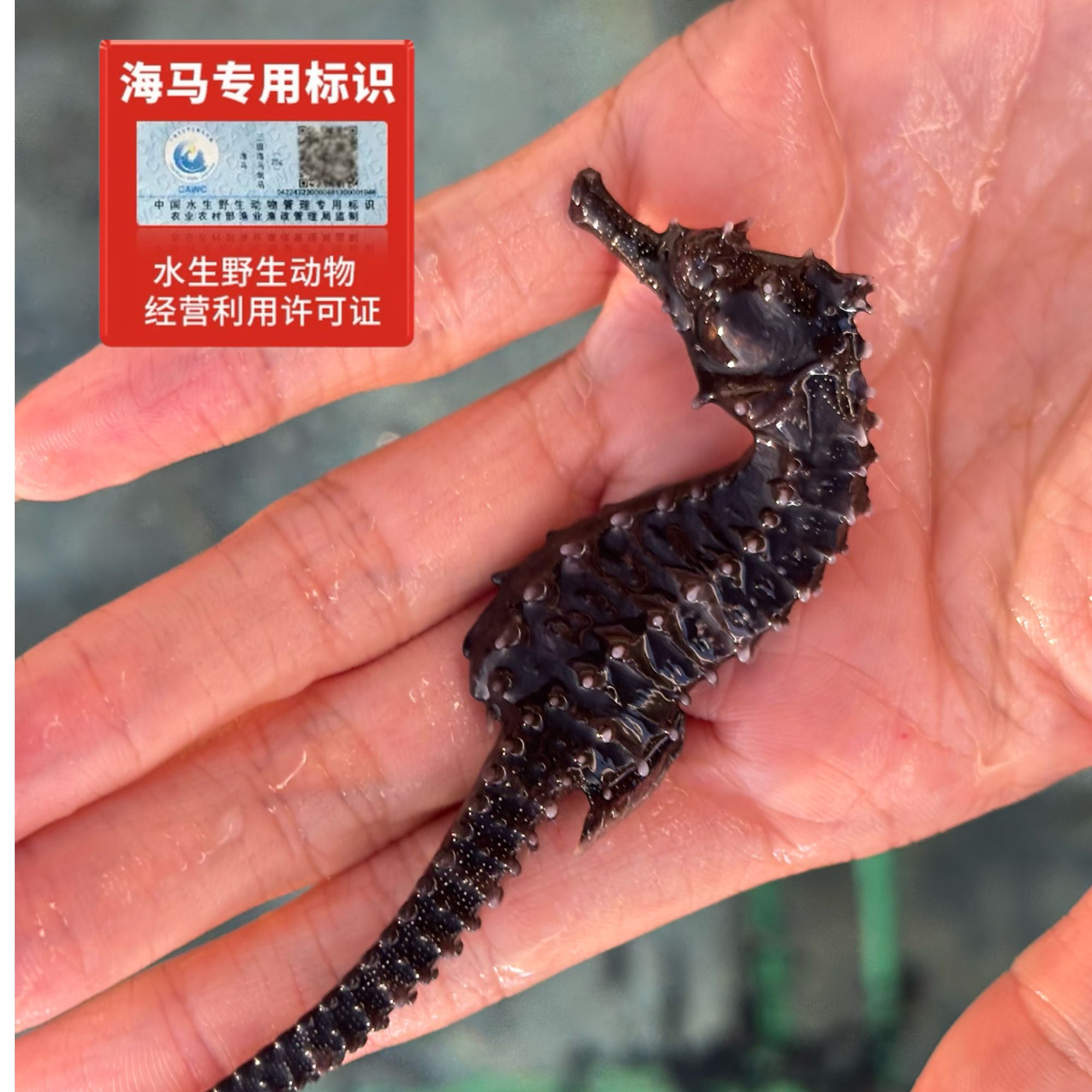 东山岛活海马线纹海马可炖汤可泡酒公母配对正品