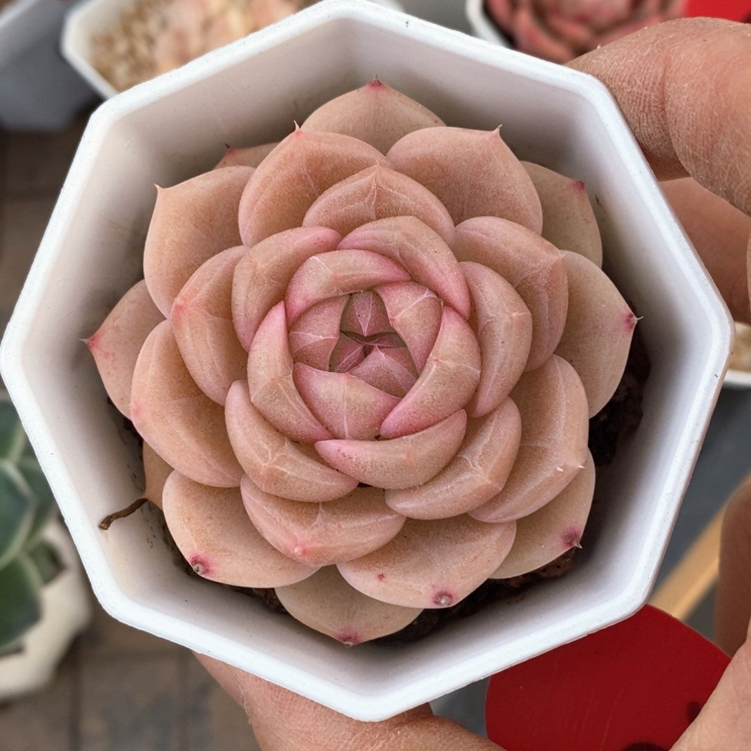 精品多肉一物一拍不包整92