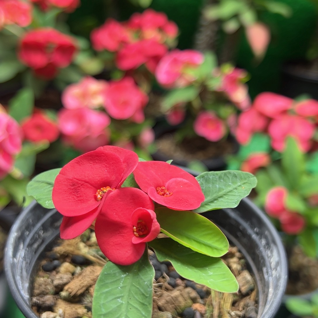 泰国虎刺梅一物一拍