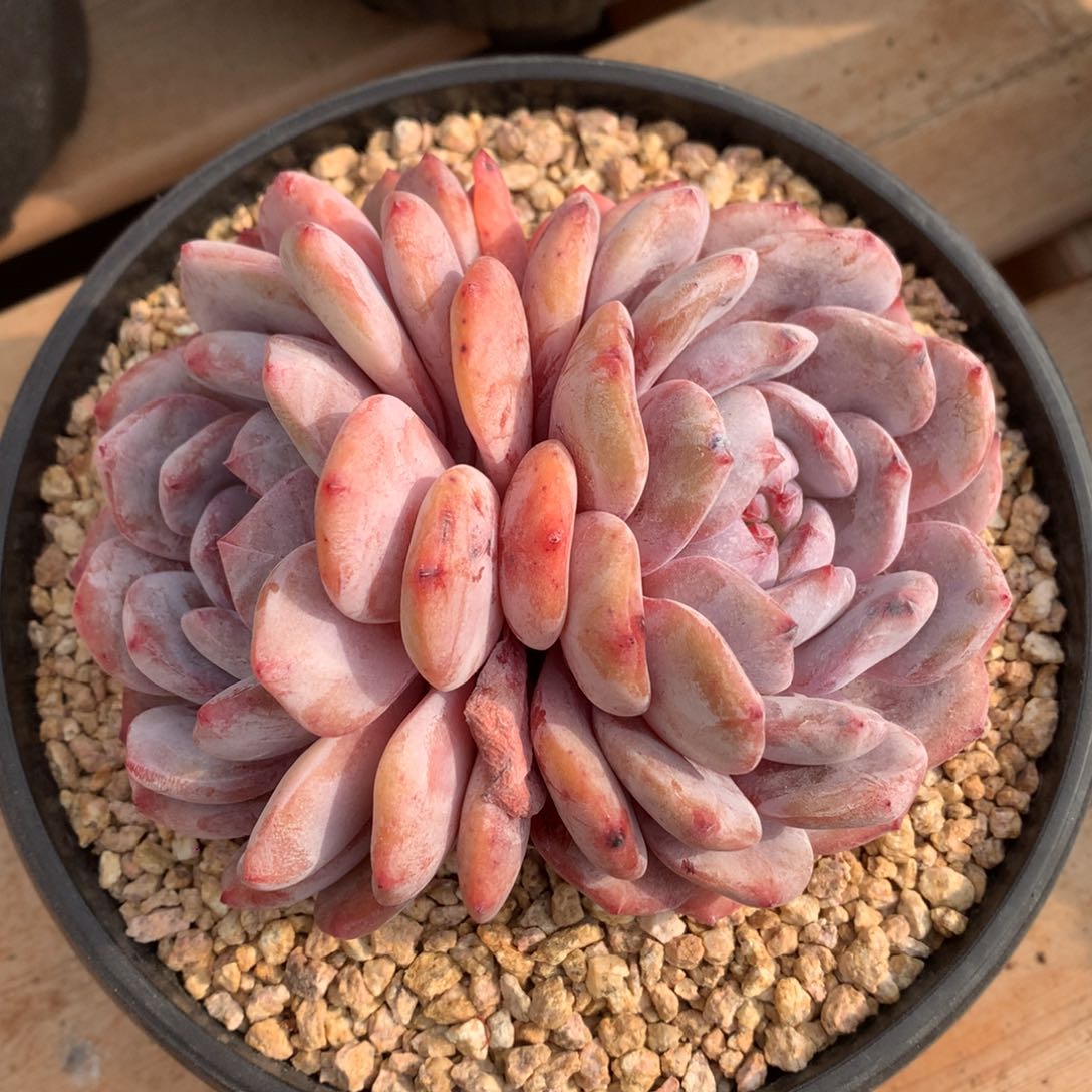 双头福利星影冠幅12cm