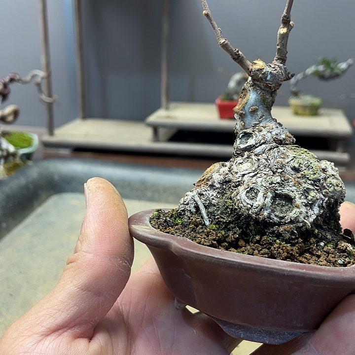 观***在无花朵海棠花开富贵吉祥