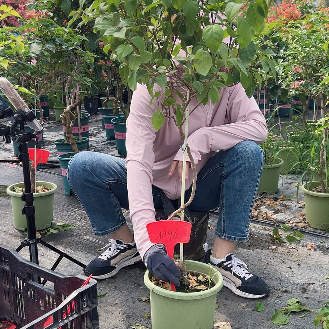 大部分花苞少量开放M96金发女郎