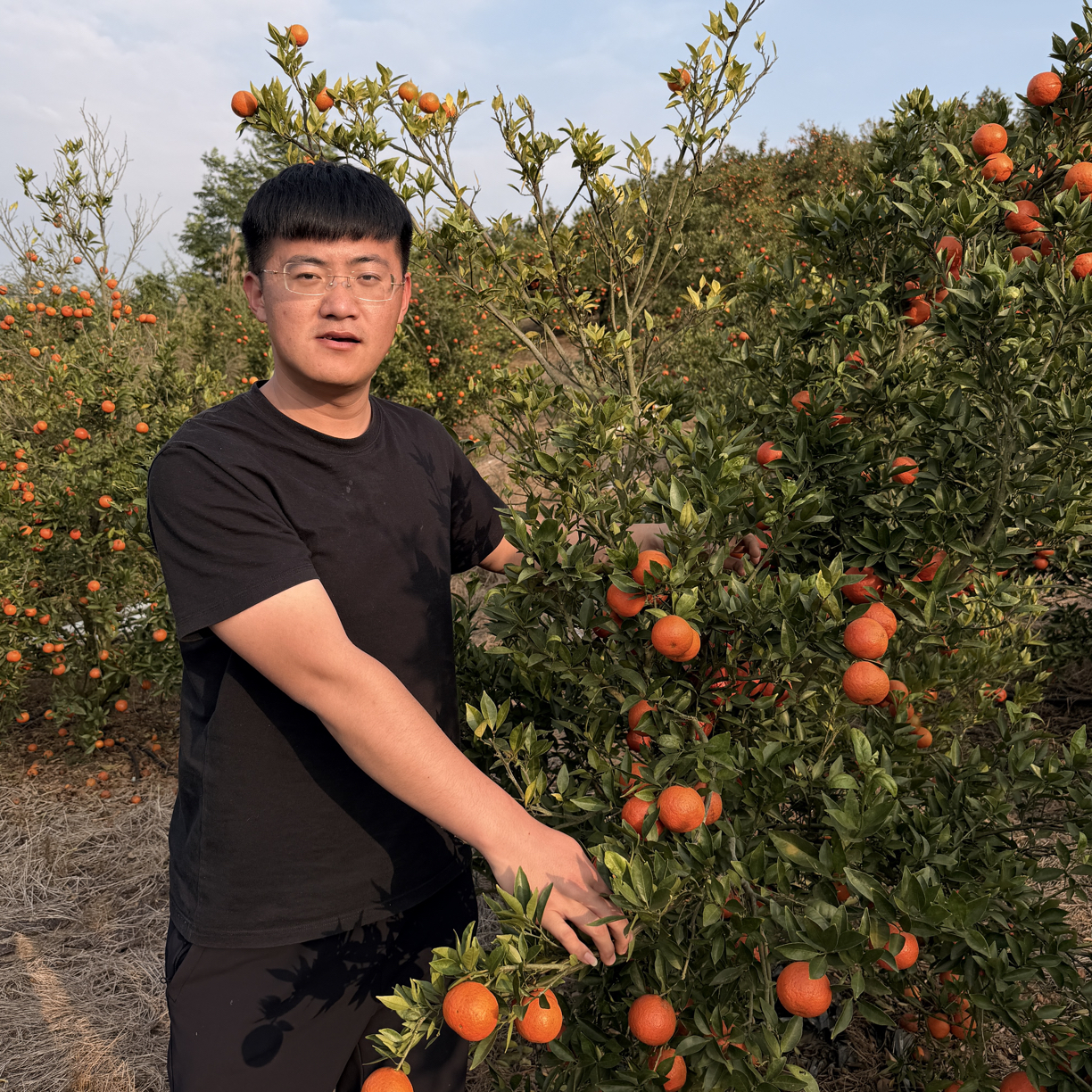 精品可甜可甜的正宗广西沙糖桔新鲜现摘应季水果产地直发多汁香甜