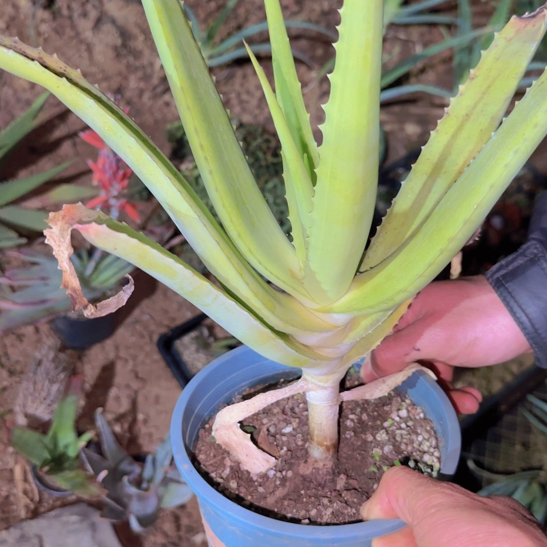 一***生块根植物块根植物
