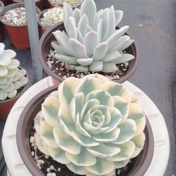 奥普琳娜锦+玉蝶锦