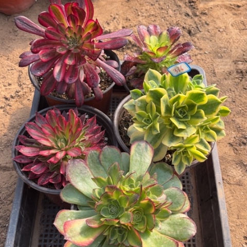 386多肉植物组合